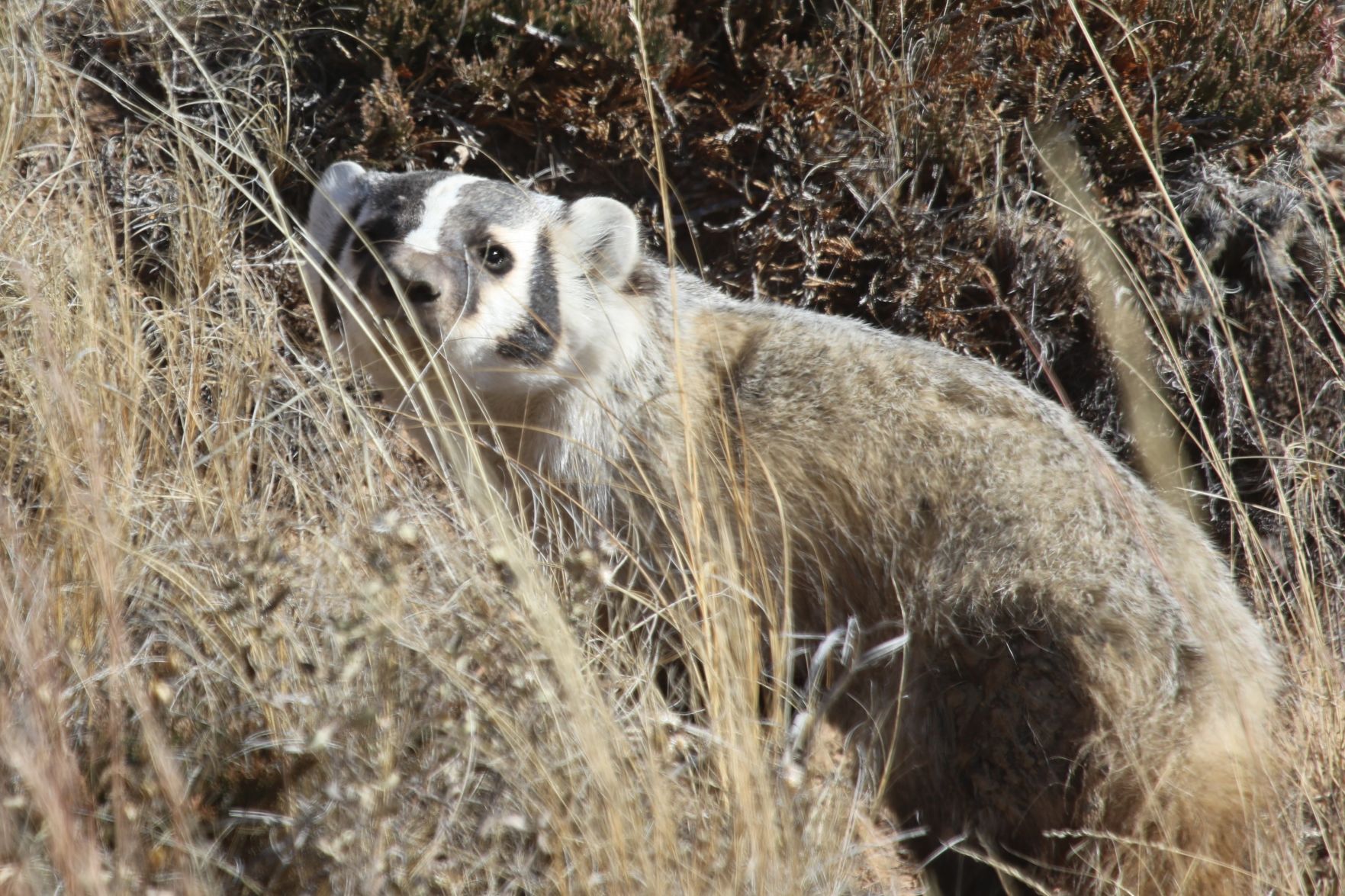 A Badger